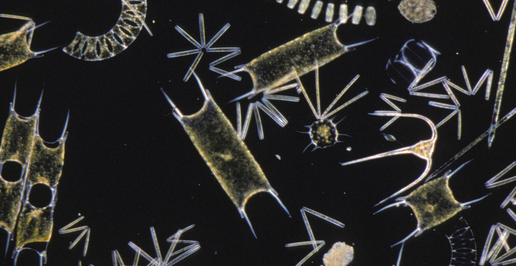 Live Plankton Analysis System